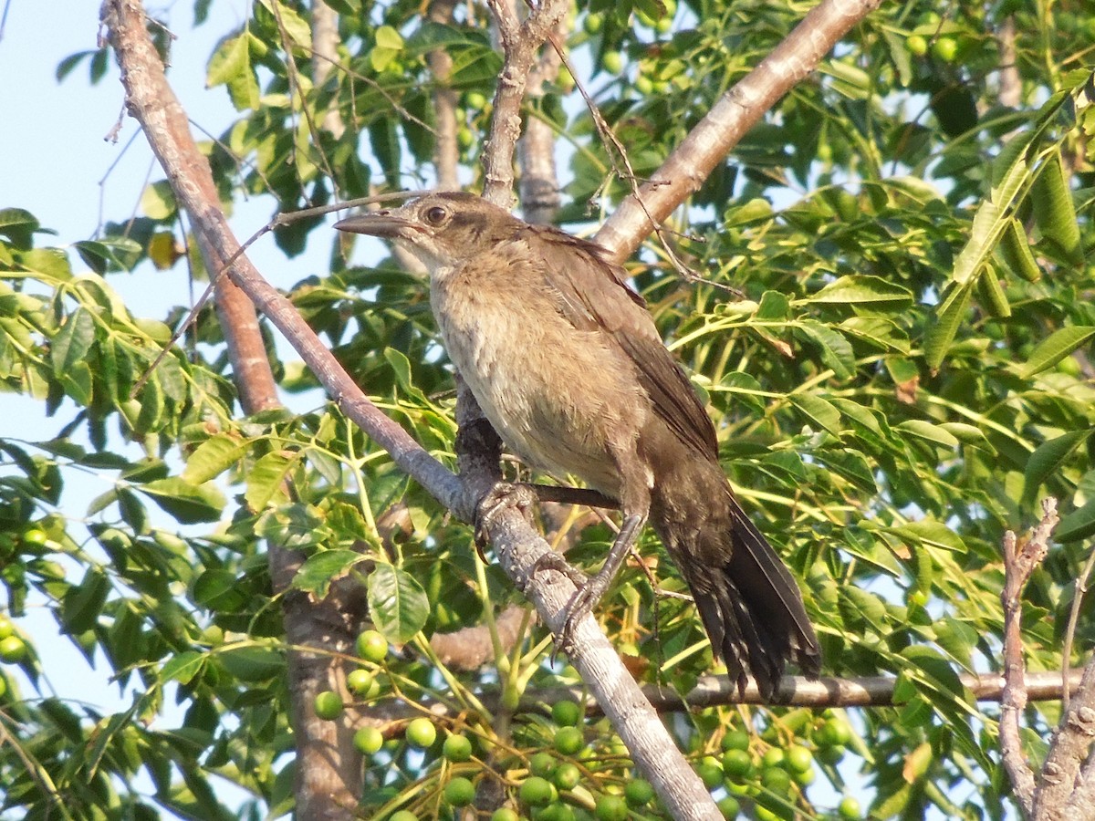 Great-tailed Grackle - ML191495771