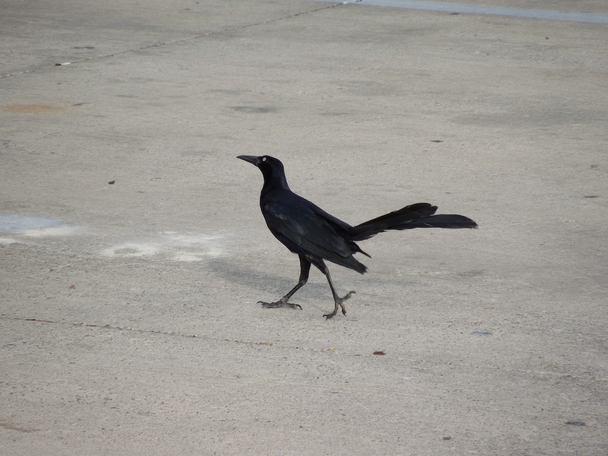 Great-tailed Grackle - ML191495801