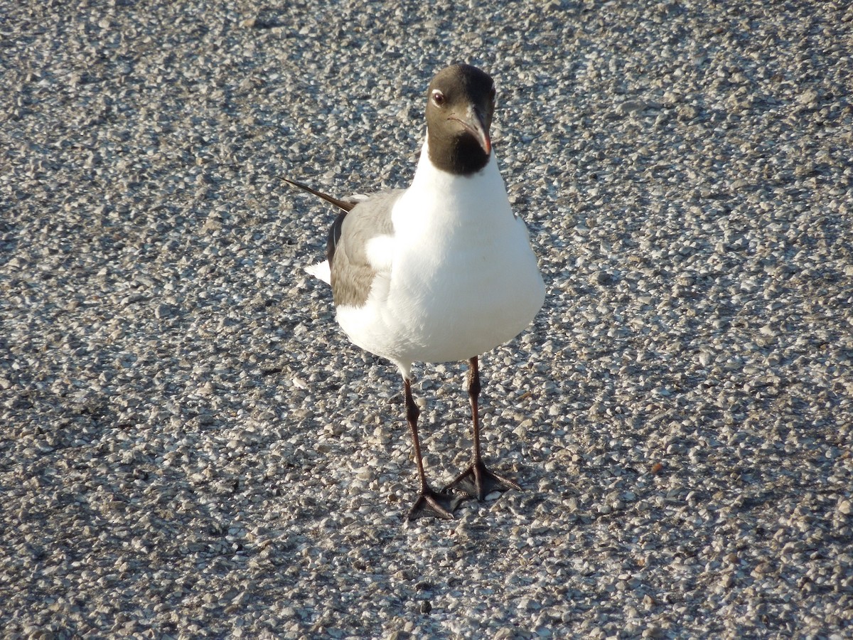 Antxeta mokogorri amerikarra - ML191495811