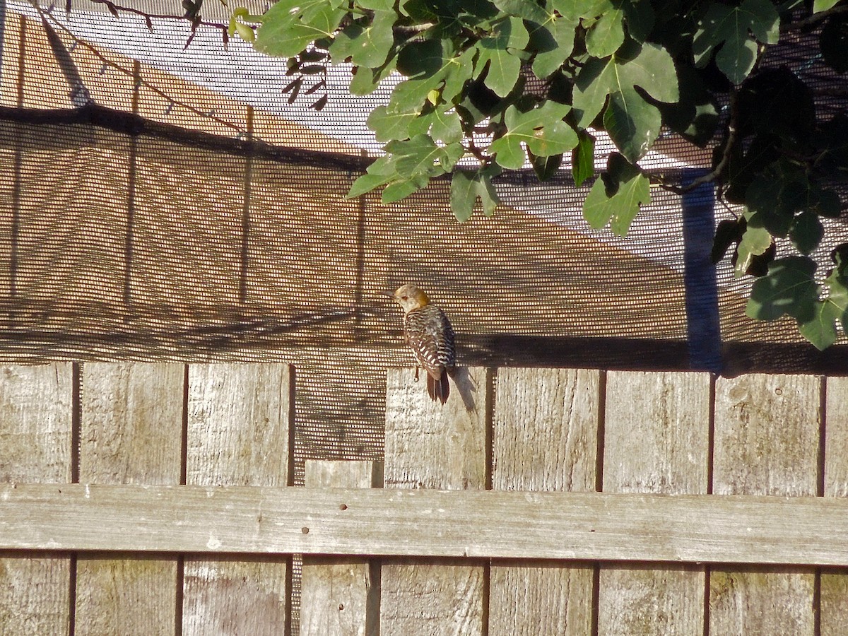 Golden-fronted Woodpecker - ML191495821