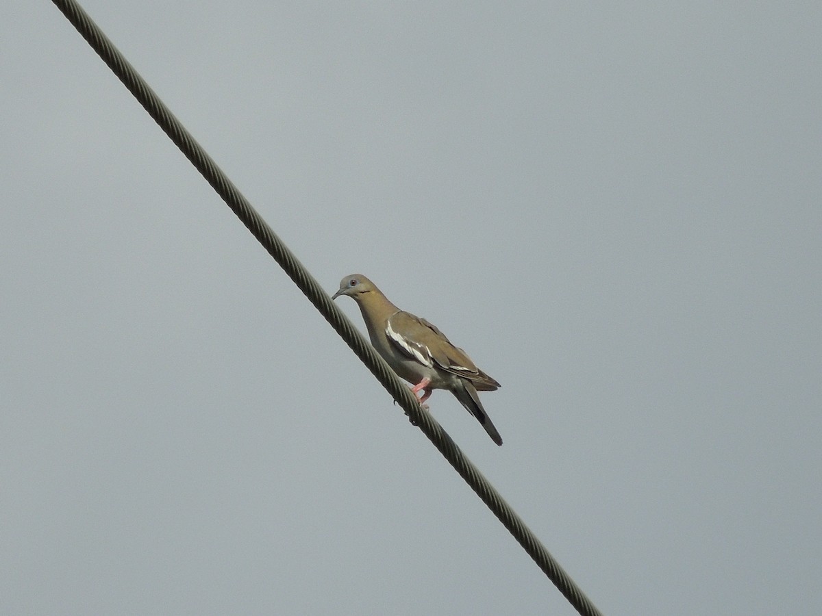 White-winged Dove - ML191495831
