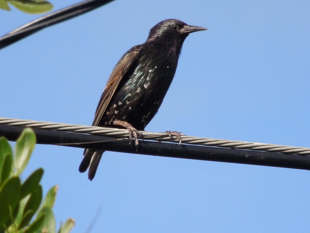Arabazozo pikarta - ML191495841