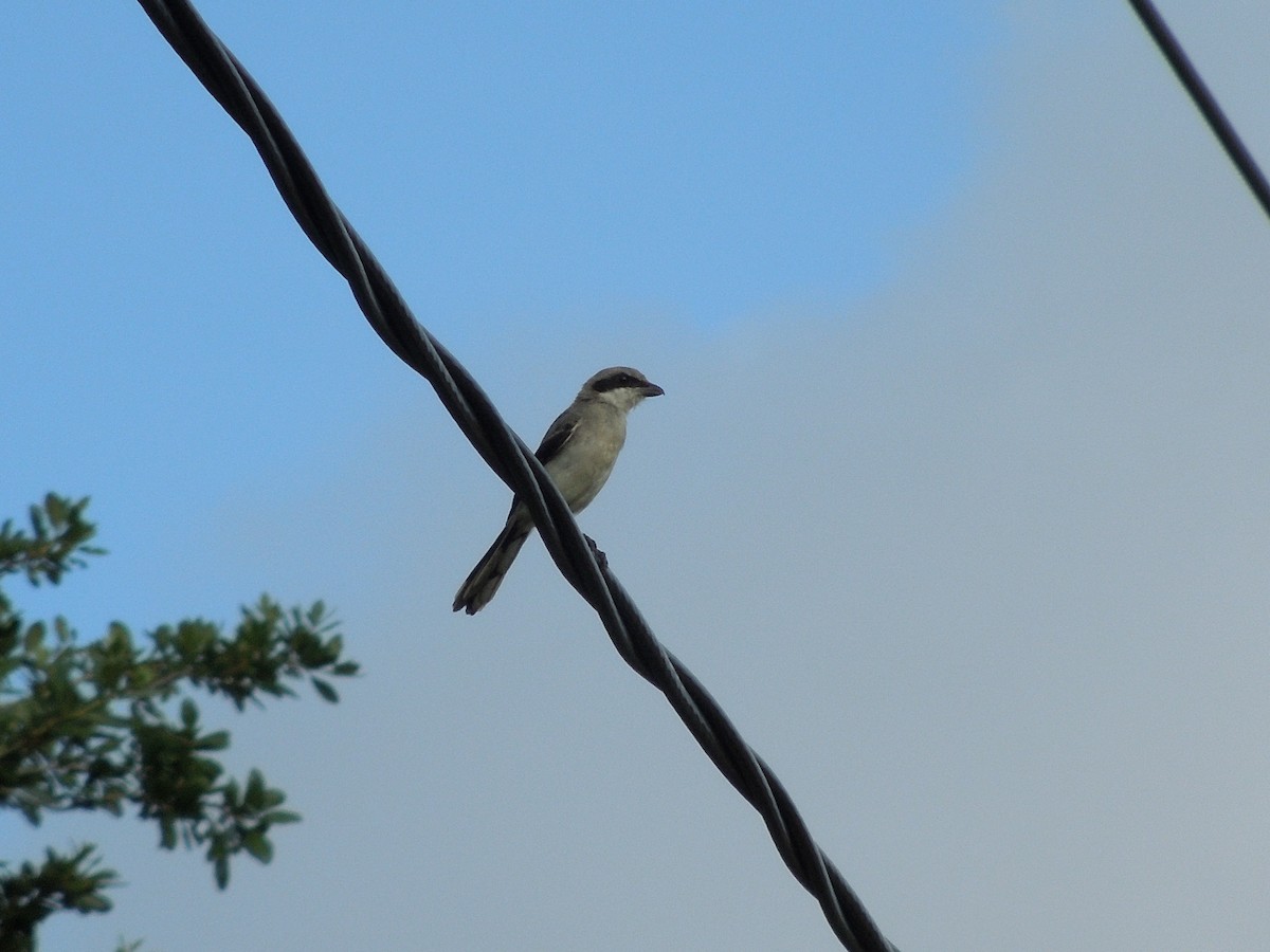 Loggerhead Shrike - ML191495851