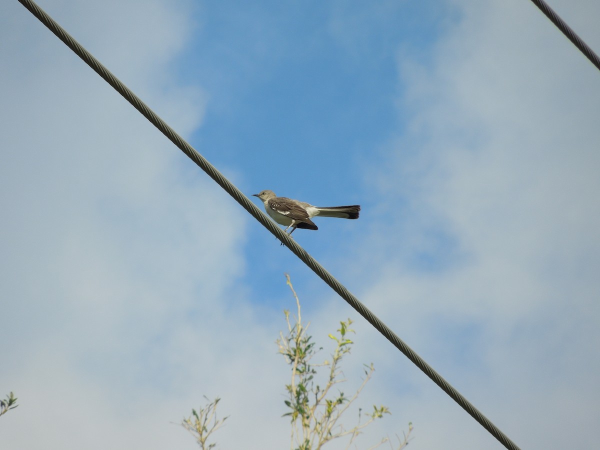 Northern Mockingbird - ML191495861