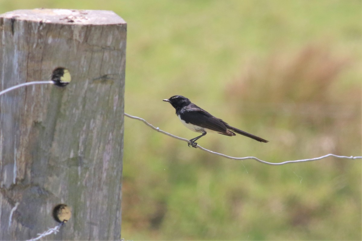 Willie-wagtail - ML191495881