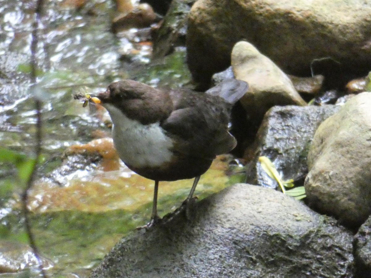 White-throated Dipper - ML191495911