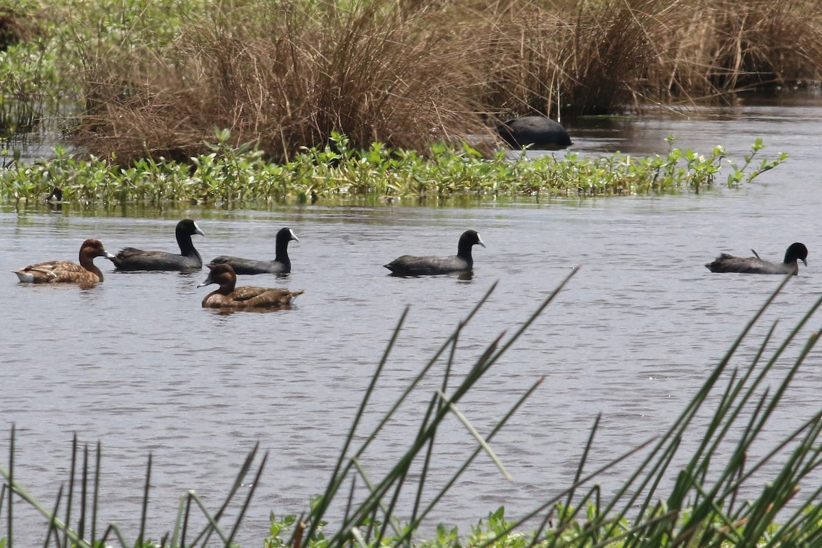 Eurasian Coot - ML191496201