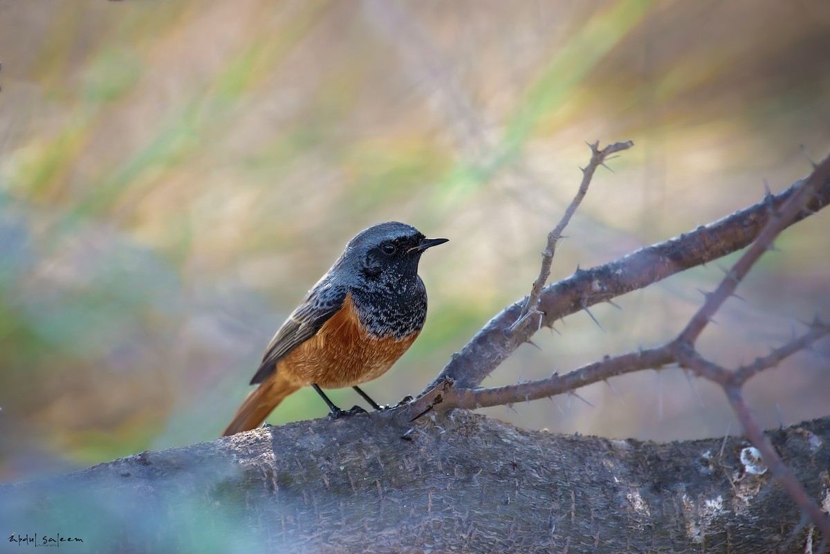 Black Redstart - ML191496511