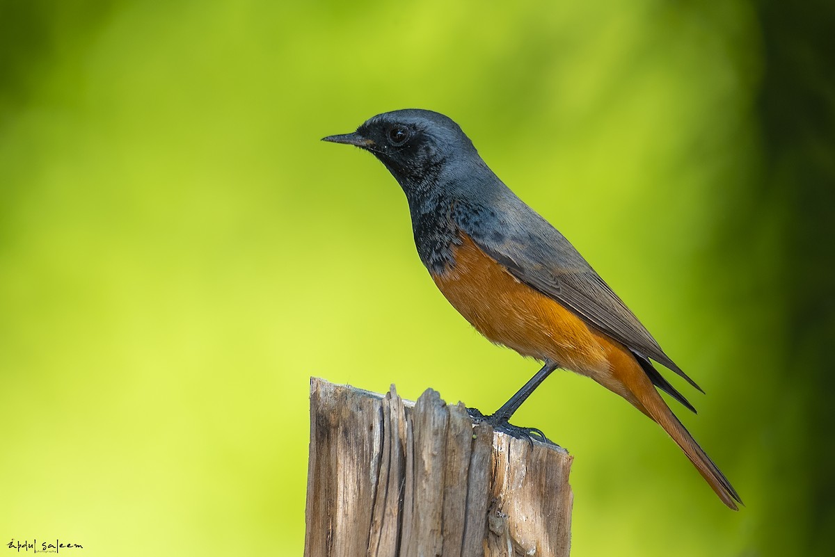 Black Redstart - Abdul Saleem