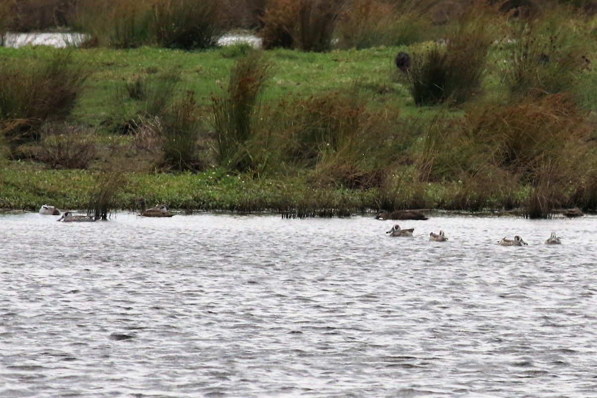 Pink-eared Duck - ML191497131