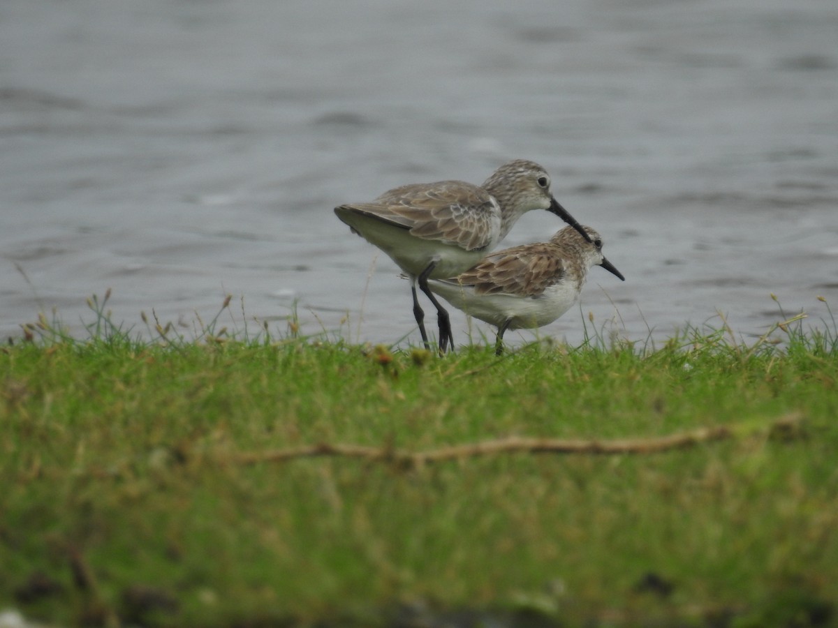 Curlew Sandpiper - Ashwin Viswanathan