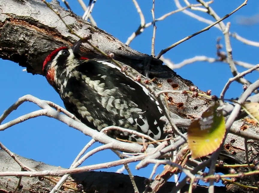 Red-naped Sapsucker - Diane Drobka