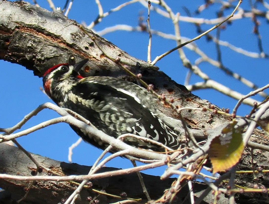 Red-naped Sapsucker - Diane Drobka