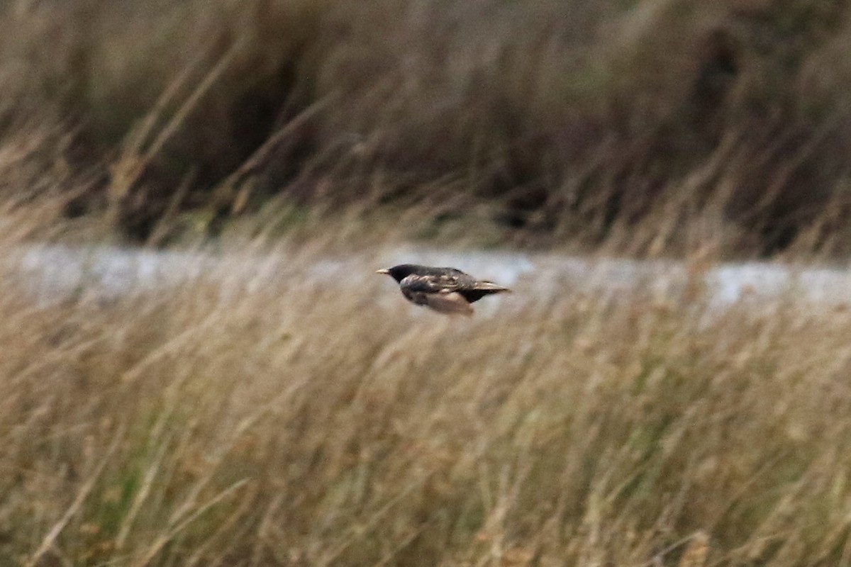 European Starling - ML191498981