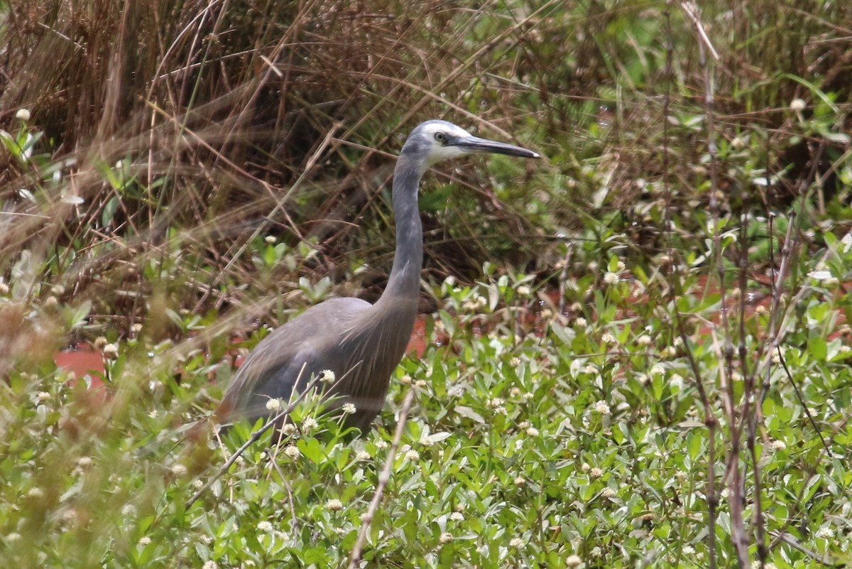 White-faced Heron - ML191499001