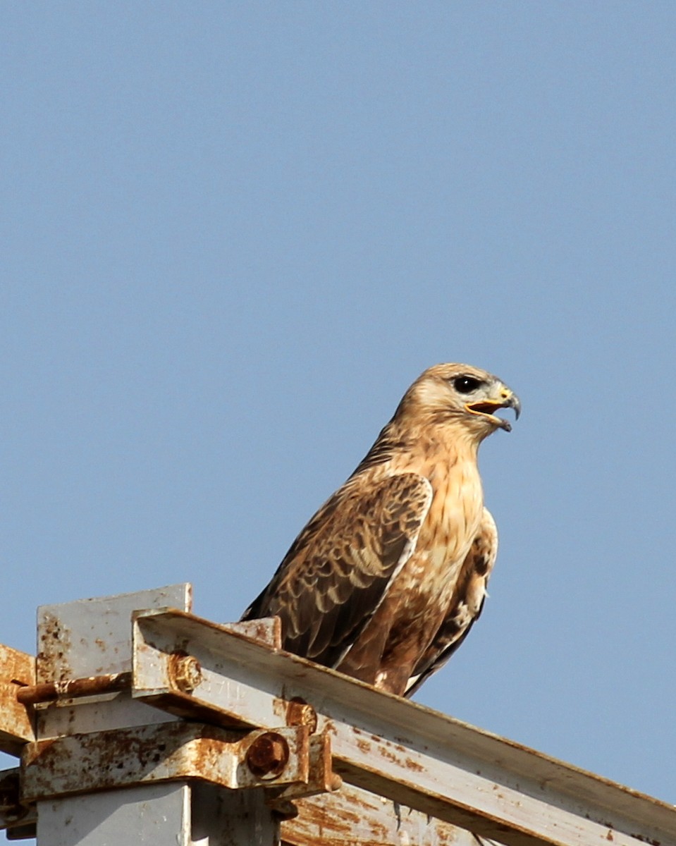 Long-legged Buzzard - ML191499761