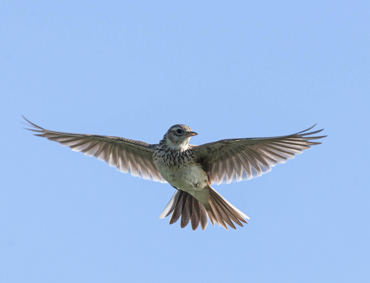 Eurasian Skylark - David Sinnott