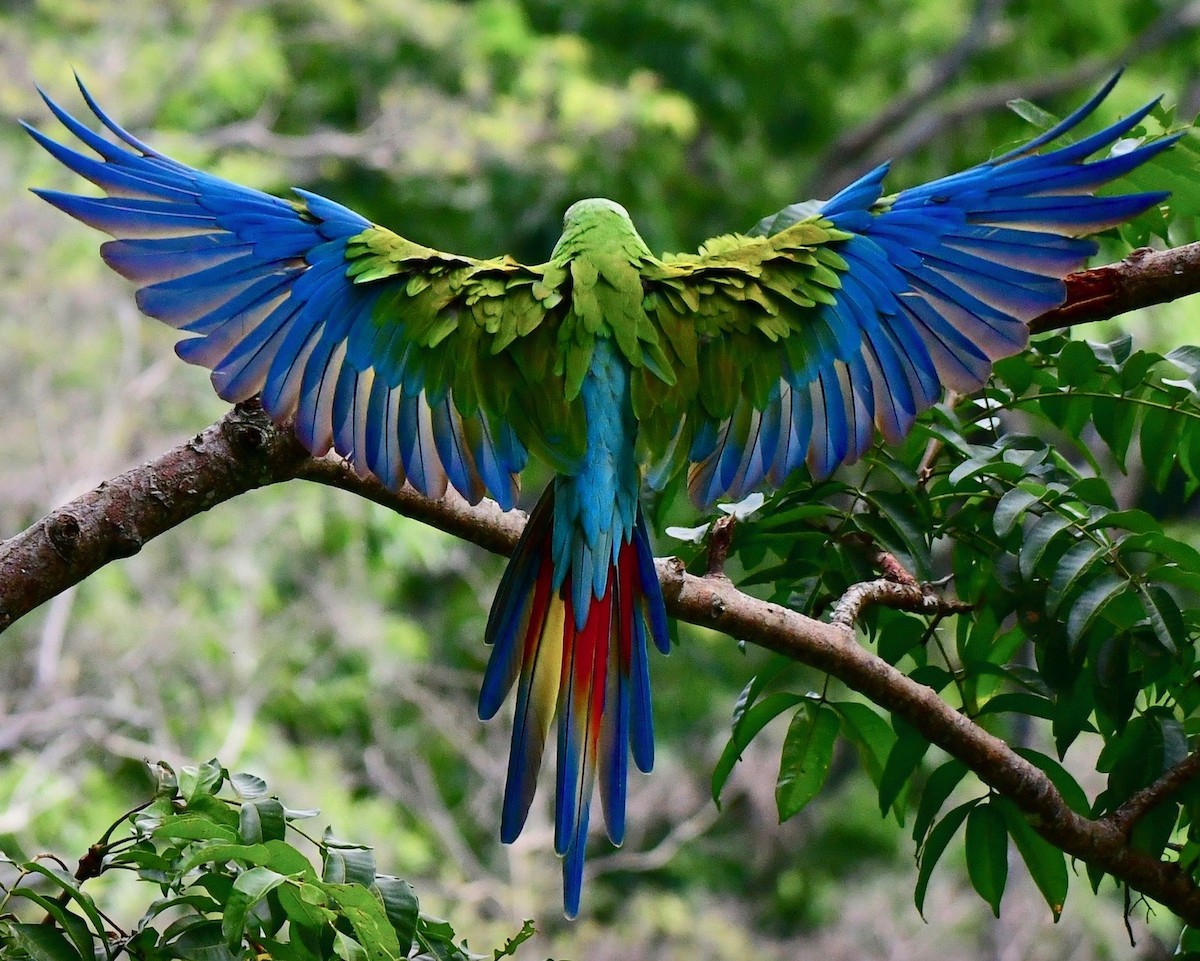 Great Green Macaw - ML191500901