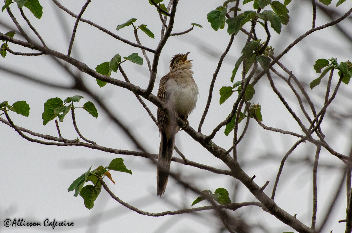 Striped Cuckoo - ML191501771