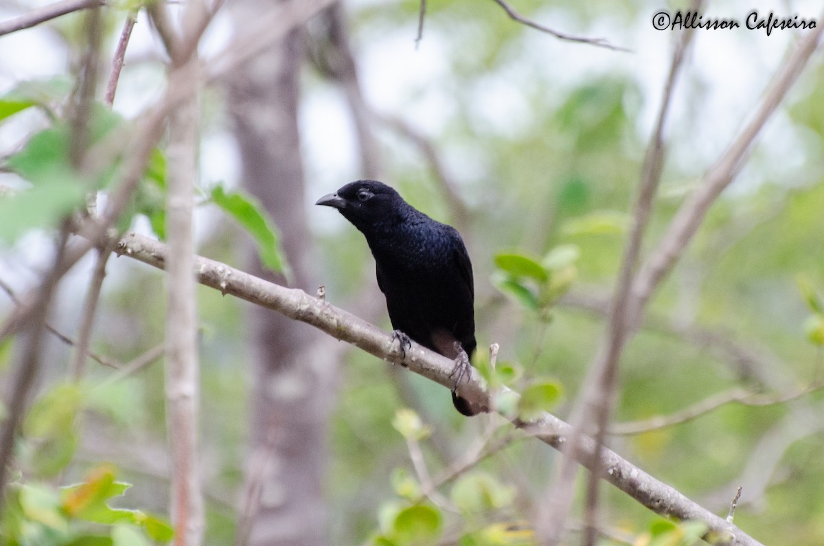 Scarlet-throated Tanager - Allisson Cafeseiro