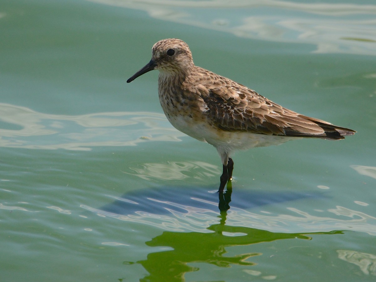 Baird's Sandpiper - ML191502311