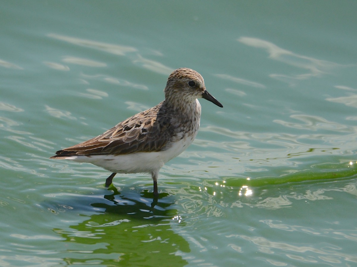 Least Sandpiper - ML191502721