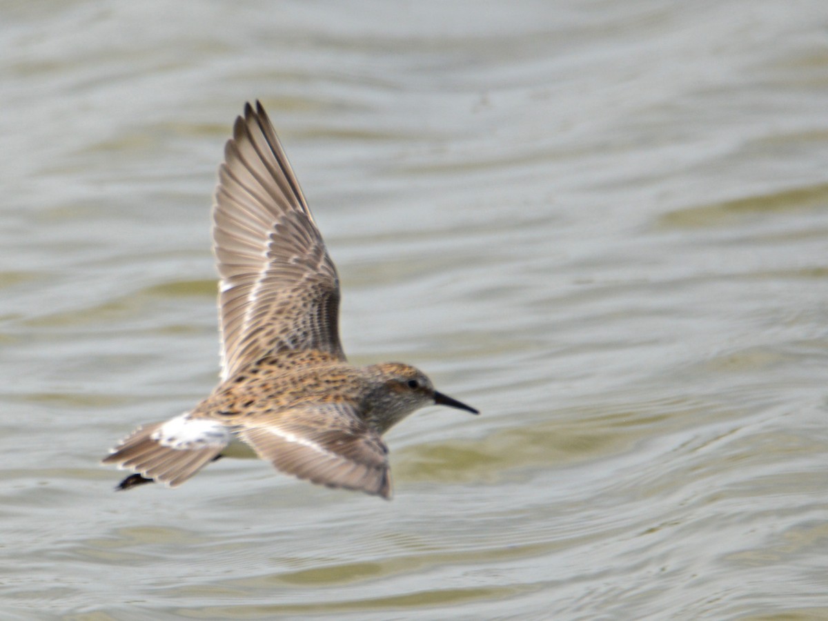 White-rumped Sandpiper - Alan Van Norman