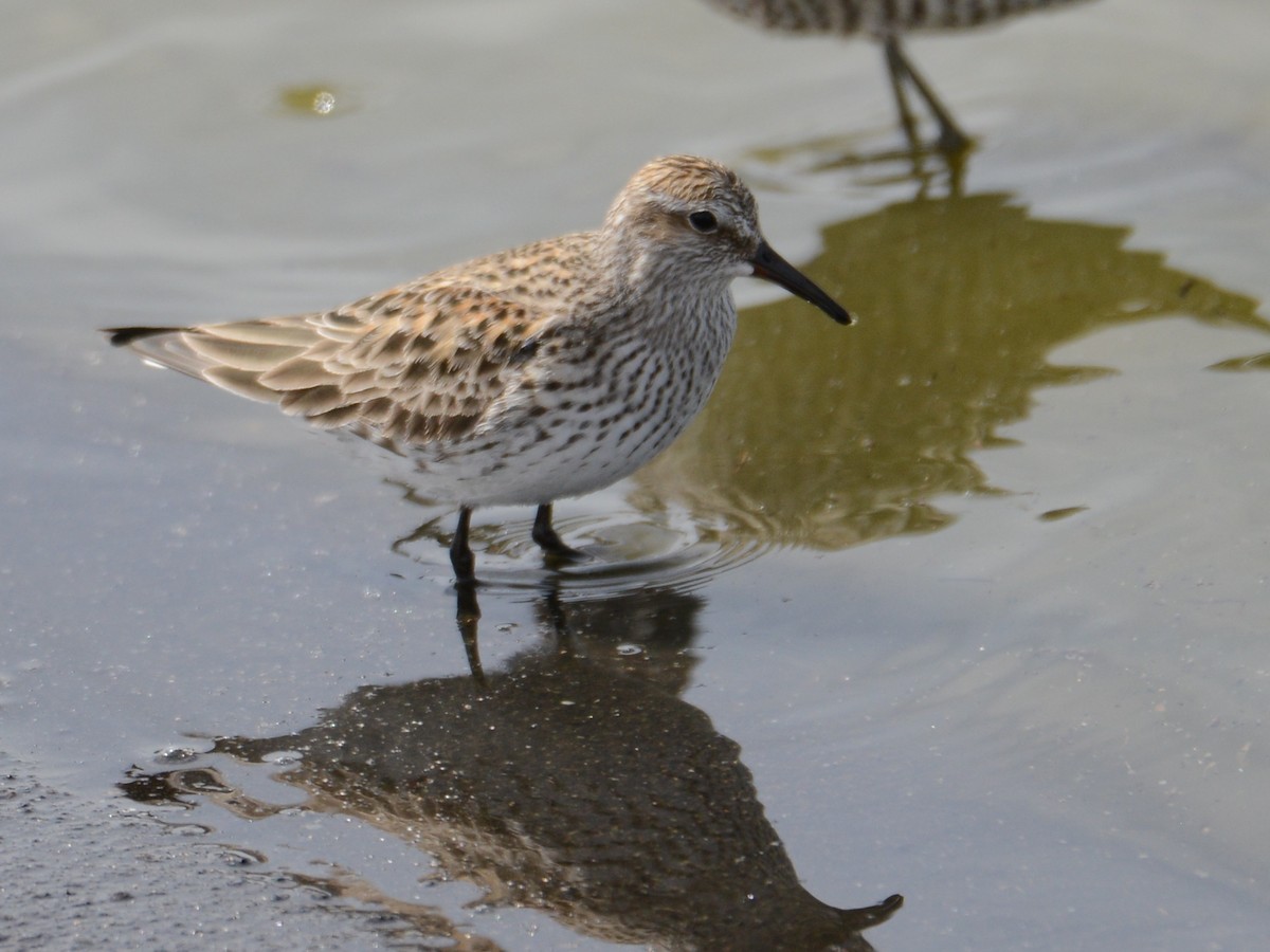 White-rumped Sandpiper - ML191502981