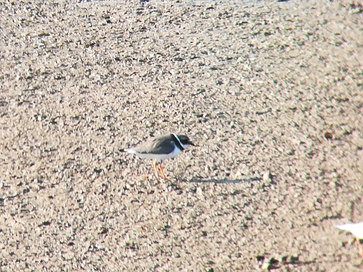 Common Ringed Plover - ML191503531