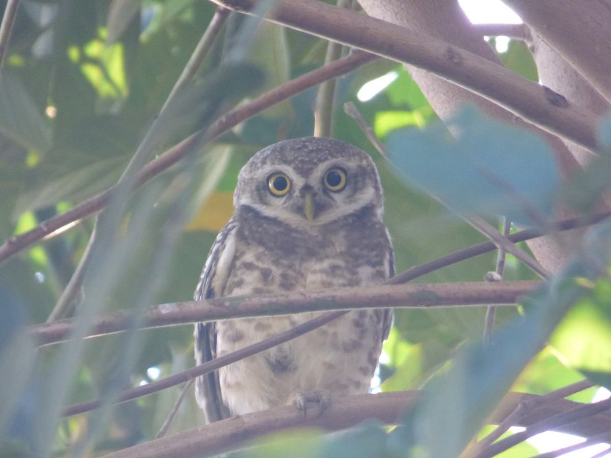 Spotted Owlet - ML191503851
