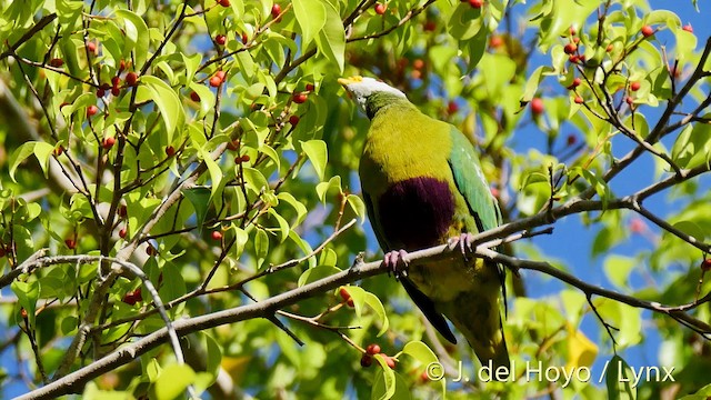 Carunculated Fruit-Dove - ML191505291