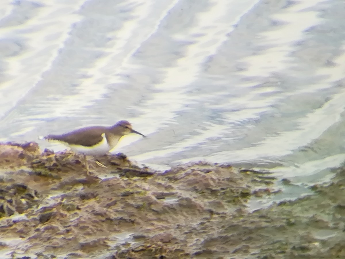 Common Sandpiper - ML191505481