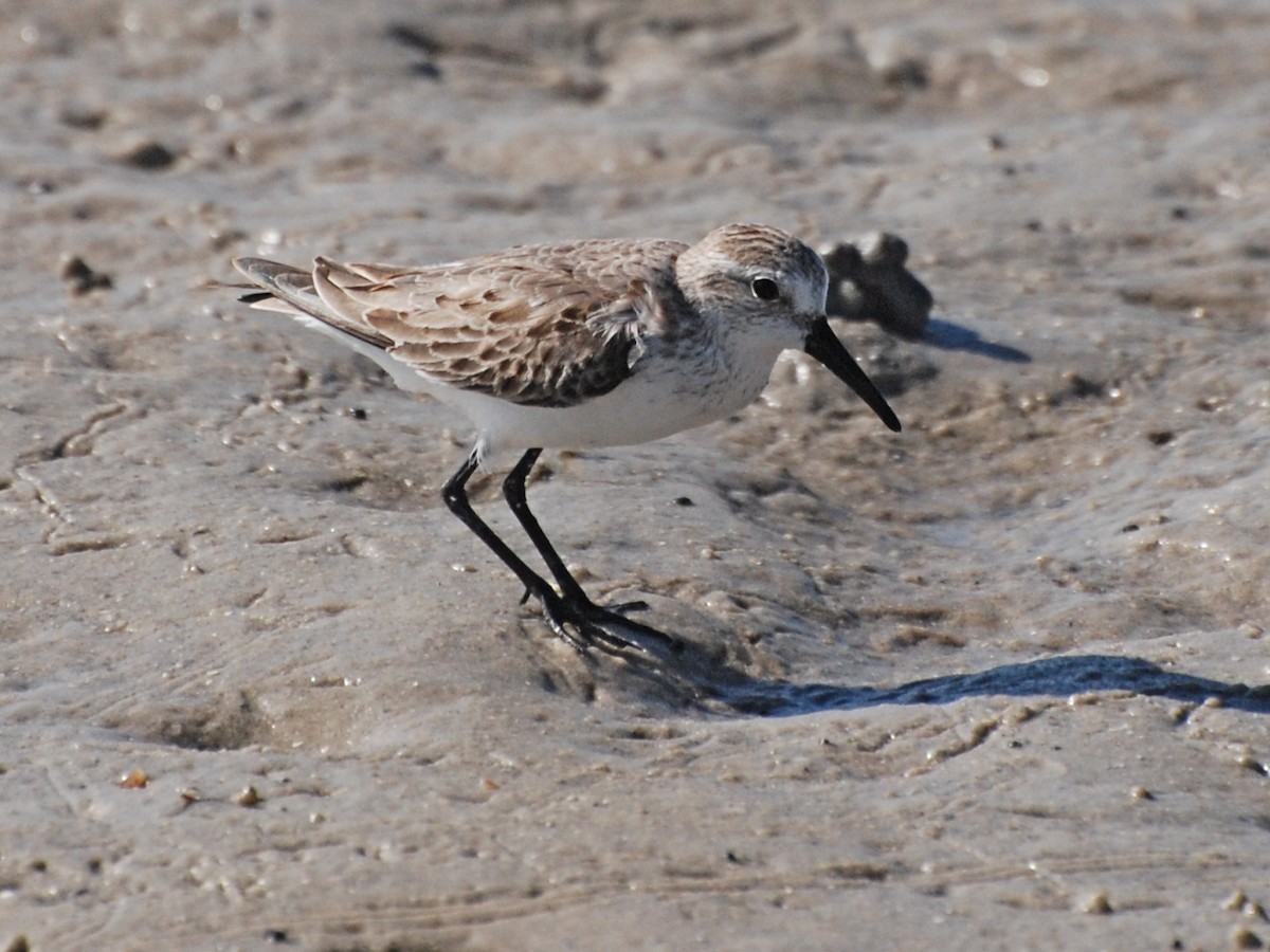 Western Sandpiper - ML191506201