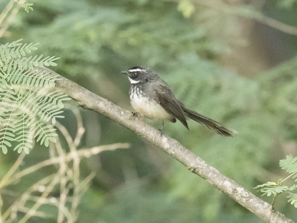 Spot-breasted Fantail - Subhadra Devi