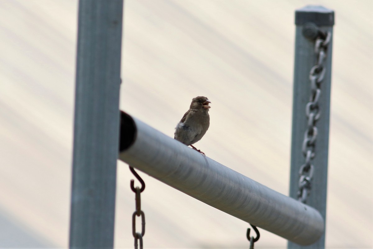 House Sparrow - ML191507491