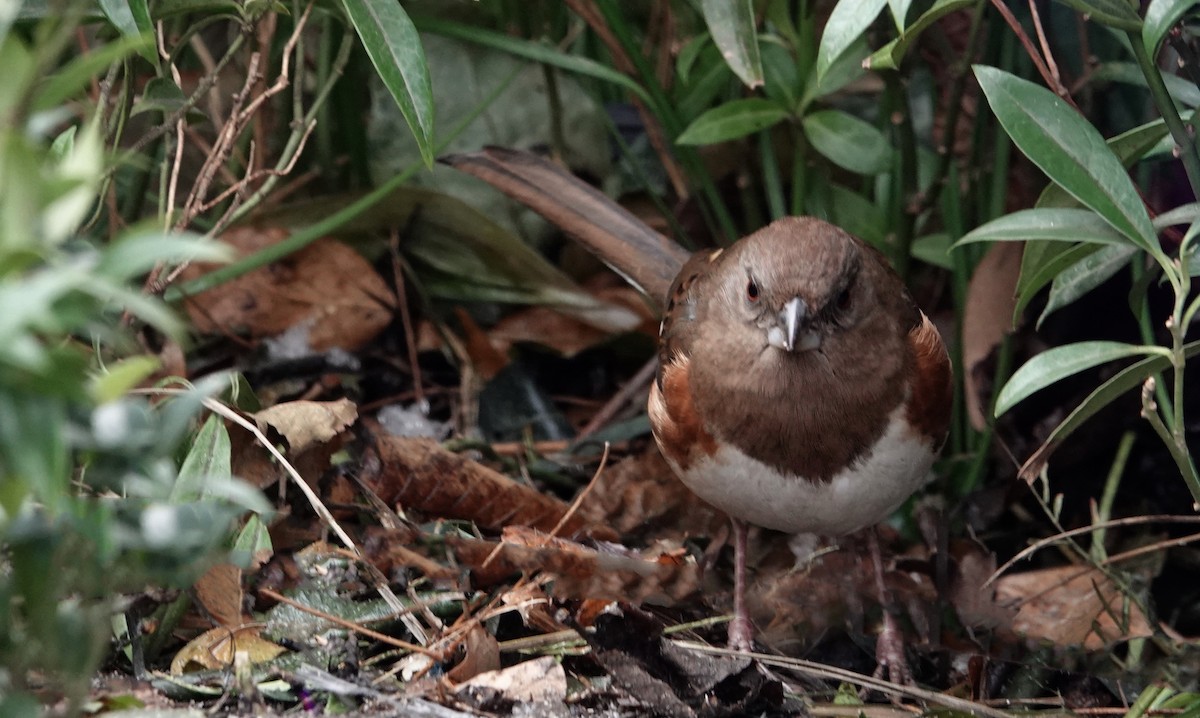 Eastern Towhee - ML191507991