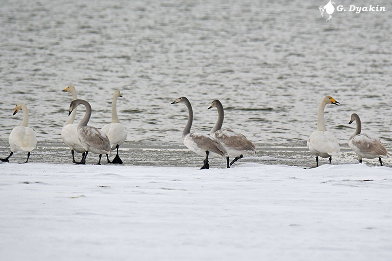 Whooper Swan - ML191508561