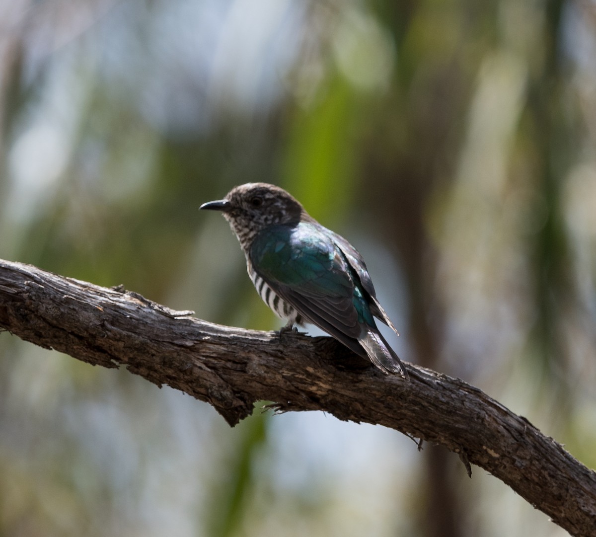 Shining Bronze-Cuckoo - Greg & Jeanette Licence