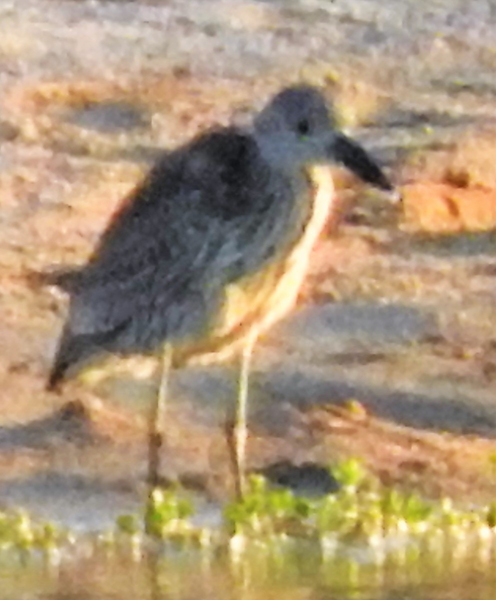 Yellow-crowned Night Heron - ML191512341