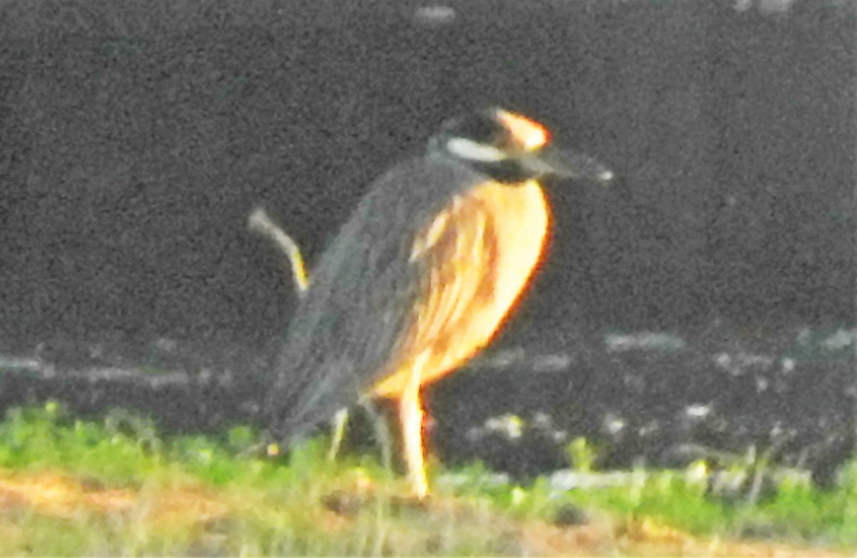 Yellow-crowned Night Heron - ML191512351