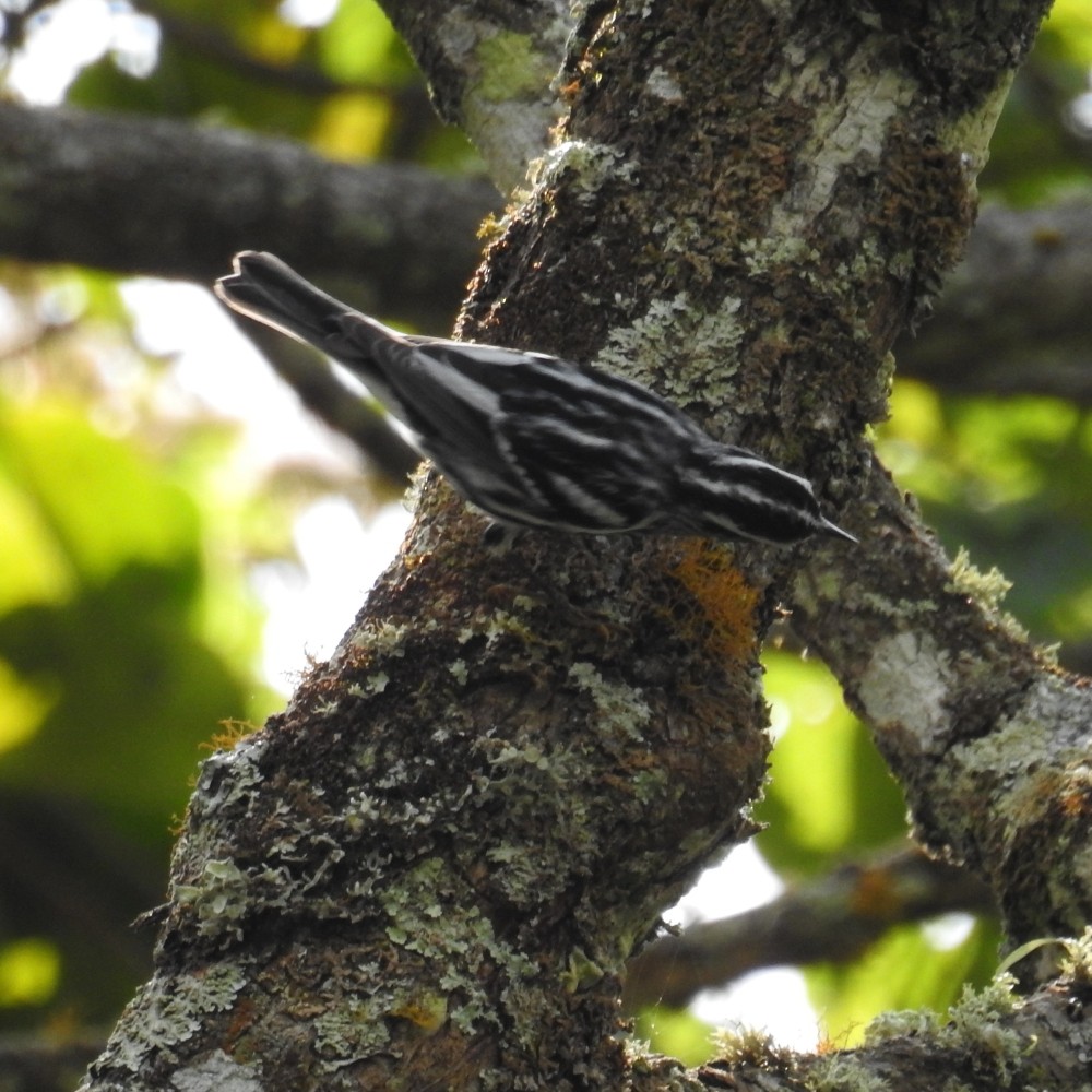 Black-and-white Warbler - ML191512601