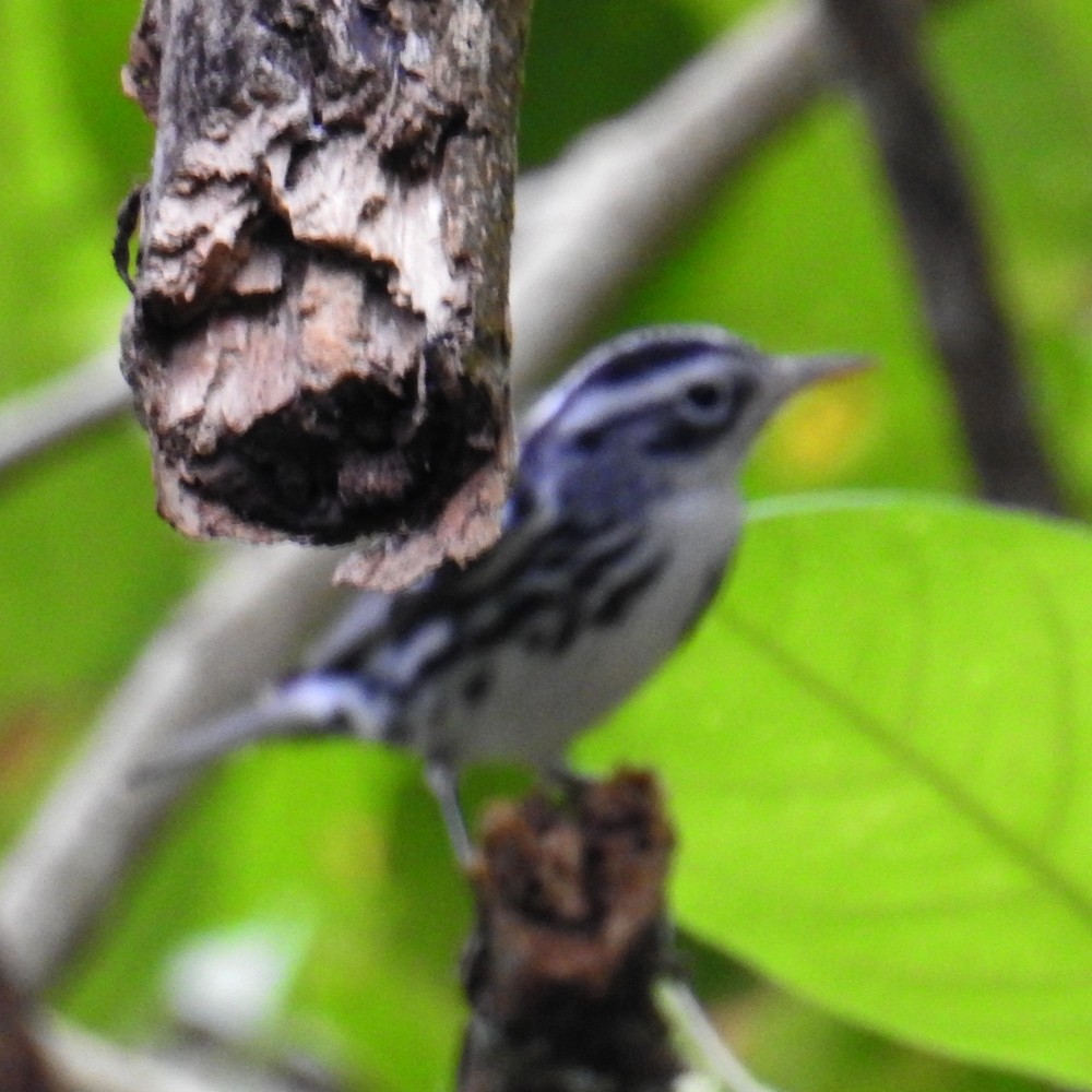 Black-and-white Warbler - ML191512611