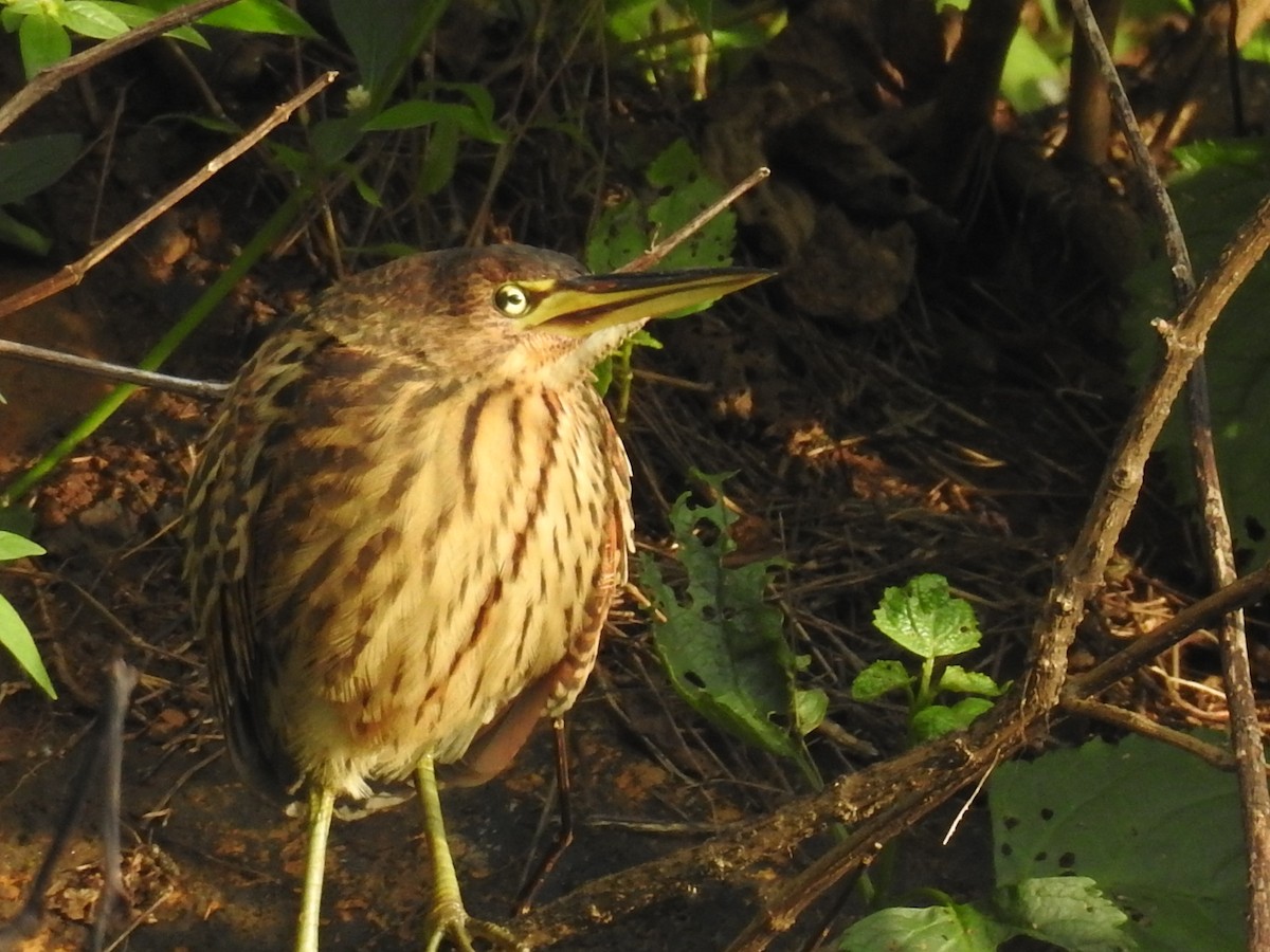 Cinnamon Bittern - Hetali Karia