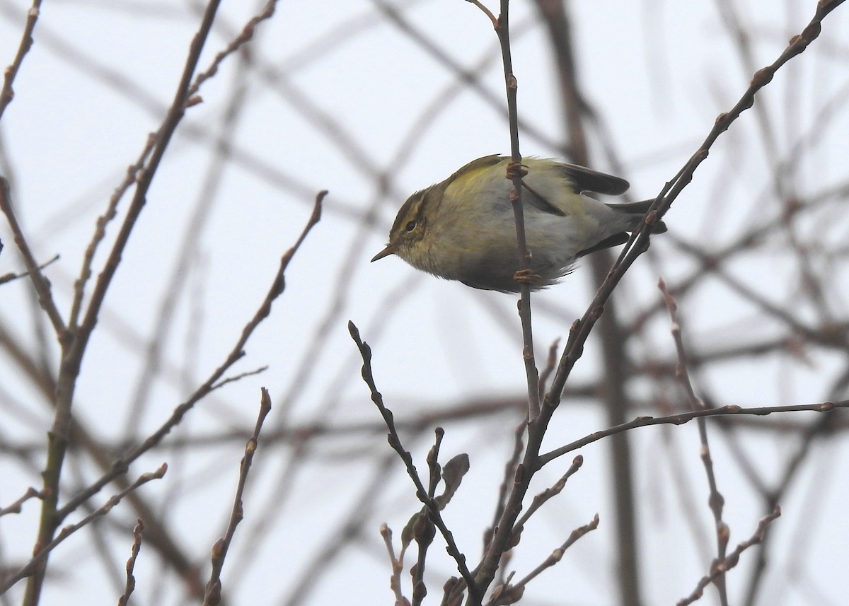 Yellow-browed Warbler - ML191515091