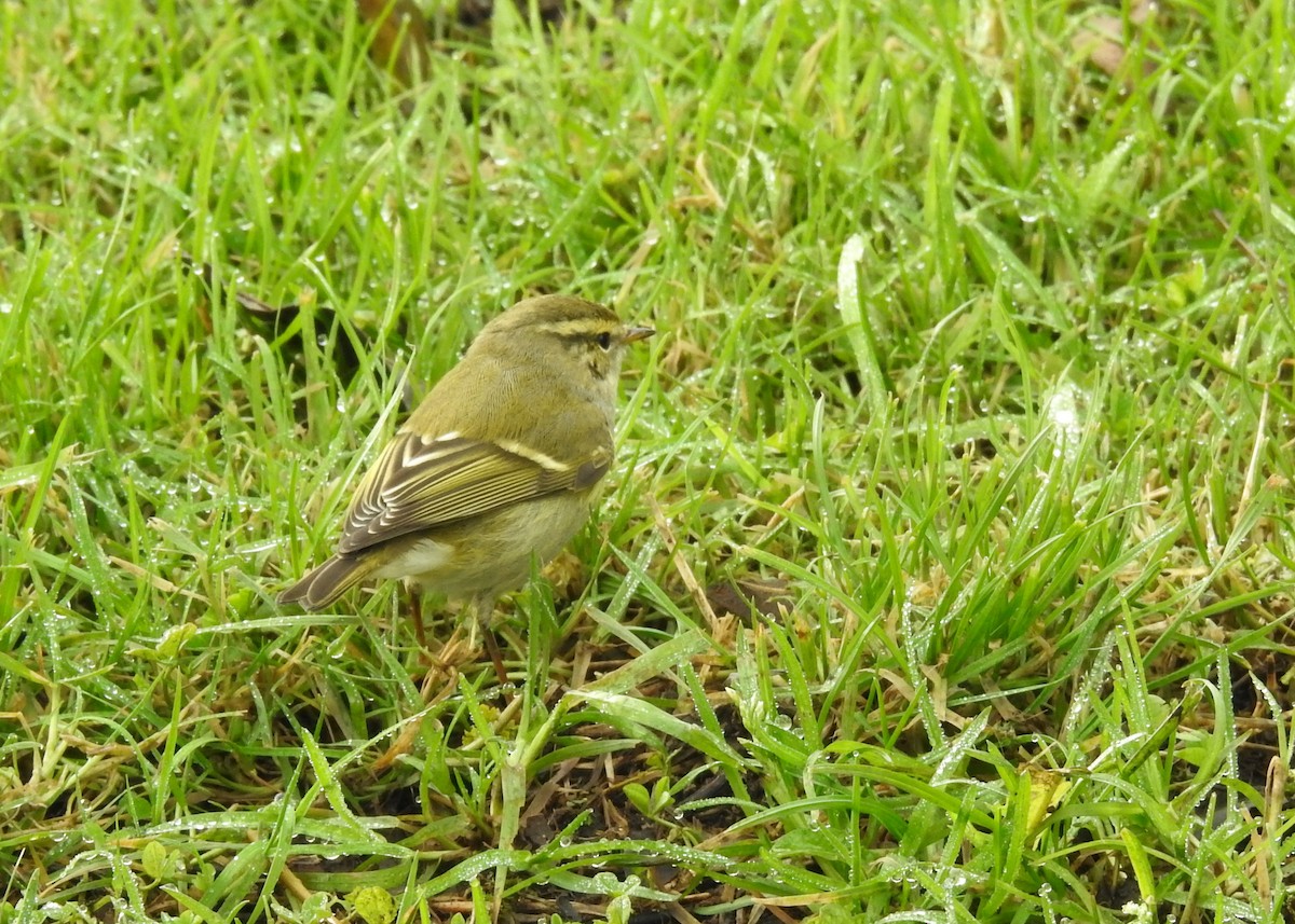 Yellow-browed Warbler - ML191515101