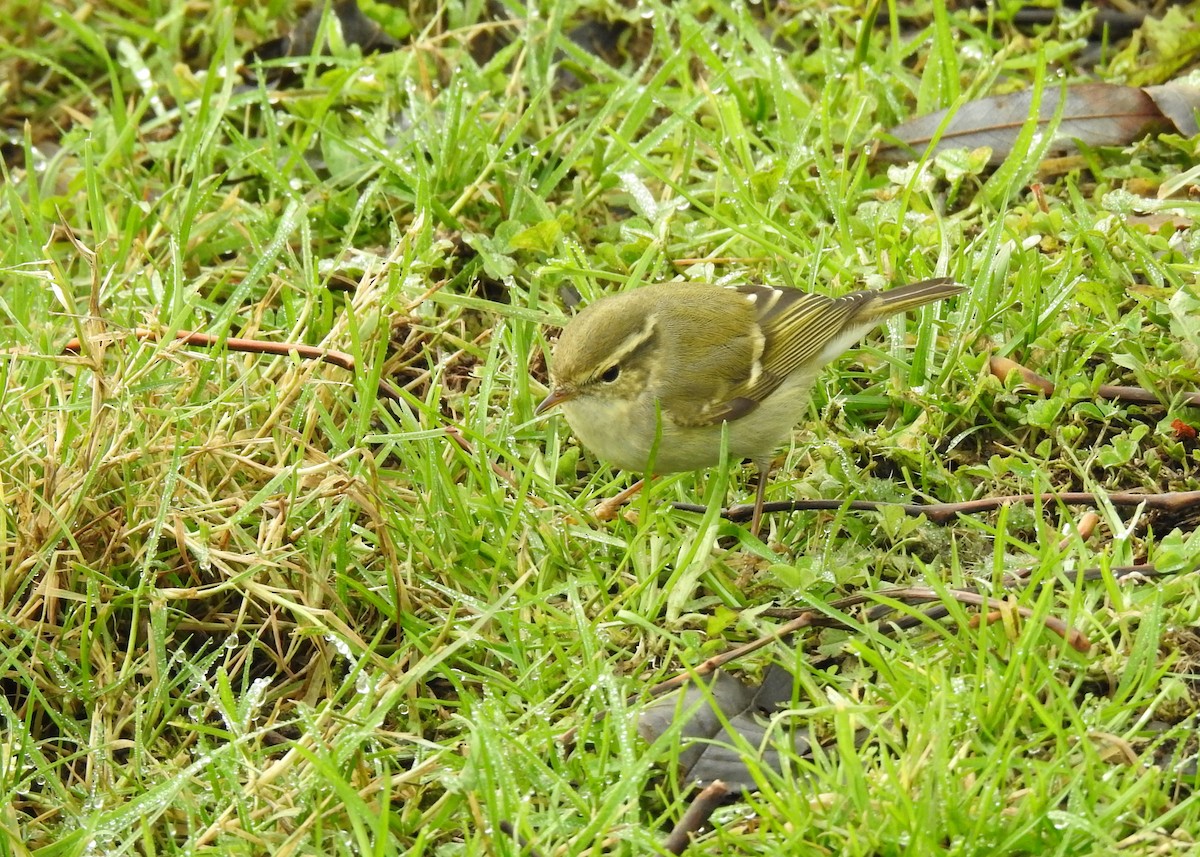 Yellow-browed Warbler - ML191515111