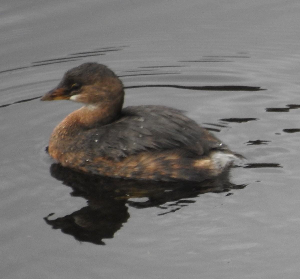 Pied-billed Grebe - ML191515771