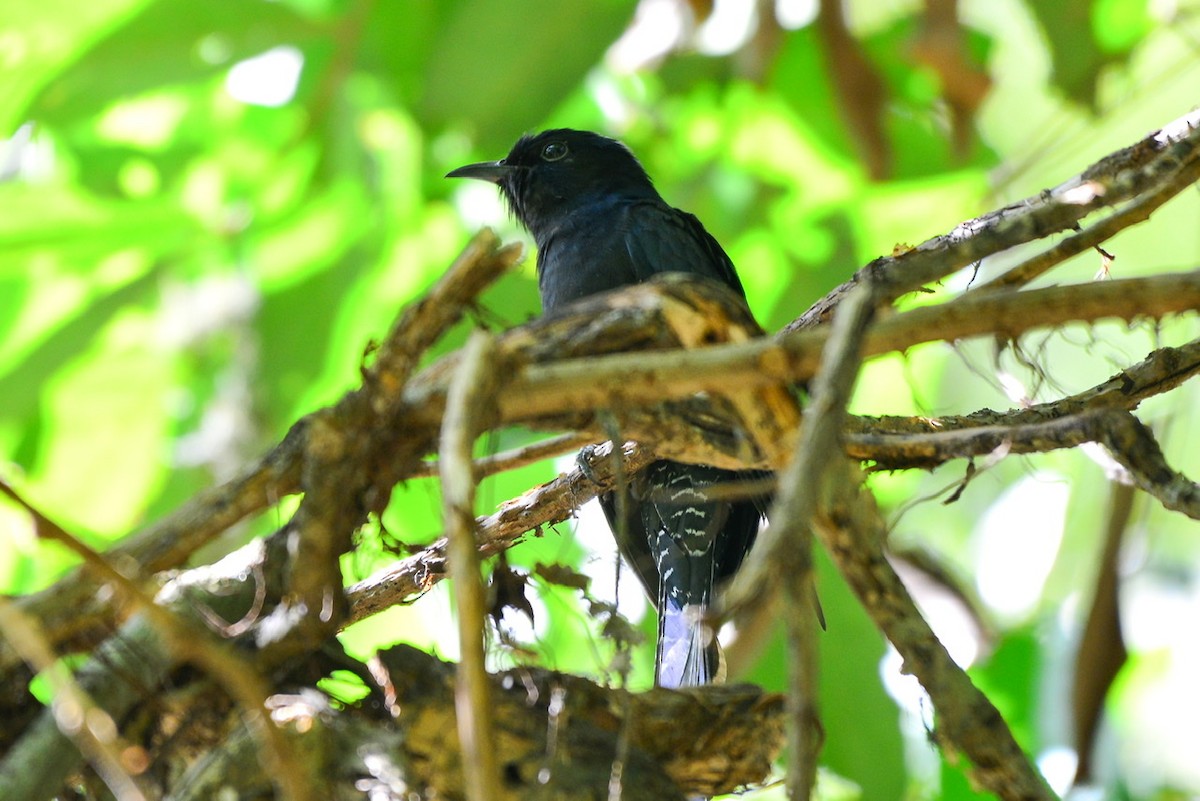 Square-tailed Drongo-Cuckoo - ML191516361