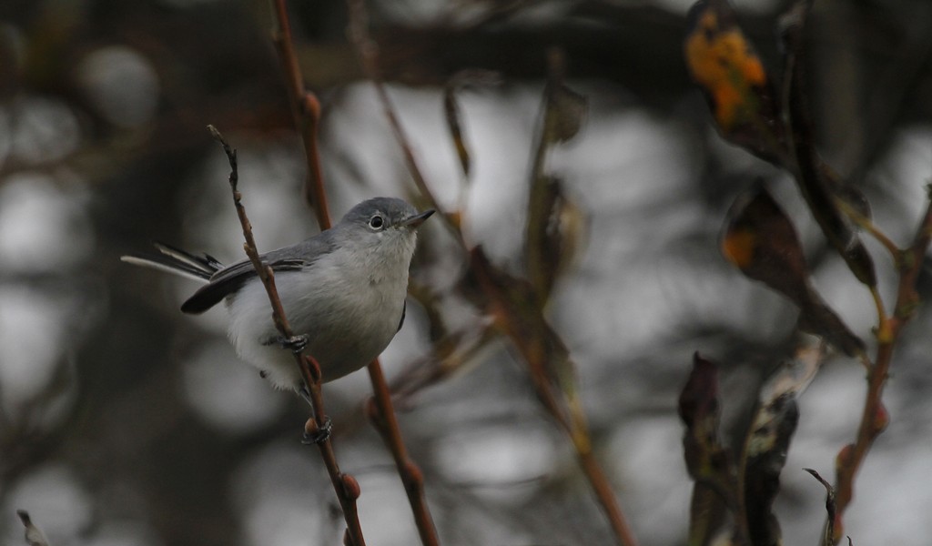 Blue-gray Gnatcatcher (obscura Group) - ML191516861
