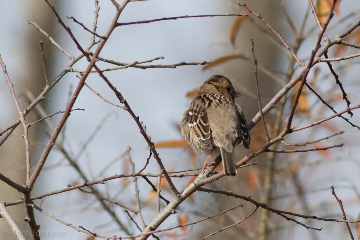 Harris's Sparrow - ML191518191